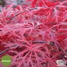 Buy Acer palmatum dissectum Garnet (Japanese Maple) online from Jacksons Nurseries