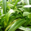 Buy Agapanthus africanus 'Delft Blue' (African Lily) online from Jacksons Nurseries