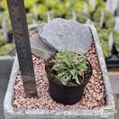 Buy Alyssum saxatile compactum 'Gold Bullet' online from Jacksons Nurseries