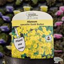 Buy Alyssum saxatile compactum 'Gold Bullet' online from Jacksons Nurseries
