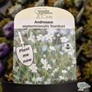Buy Androsace septentrionalis 'Stardust' online from Jacksons Nurseries