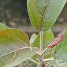 Buy Apple - Malus domestica 'Maypole' online from Jacksons Nurseries