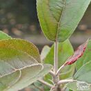Buy Apple - Malus domestica 'Maypole' online from Jacksons Nurseries