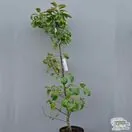 Buy Apple - Malus domestica 'Maypole' online from Jacksons Nurseries