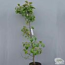 Buy Apple - Malus domestica 'Maypole' online from Jacksons Nurseries