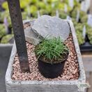 Armeria maritima Alba 8