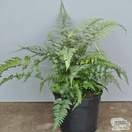 Buy Athyrium niponicum var. pictum (Painted fern) online from Jacksons Nurseries.