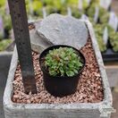 Buy Aubrieta 'Royal Red' online from Jacksons Nurseries