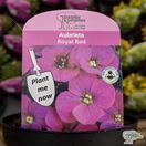 Buy Aubrieta 'Royal Red' online from Jacksons Nurseries