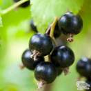 Buy Blackcurrant - Ribes nigrum Ben Lomond online from Jacksons Nurseries
