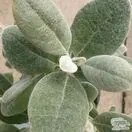 Buy Brachyglottis Walberton’s Silver Dormouse online from Jacksons Nurseries