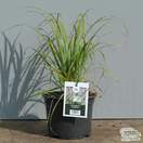 Buy Calamagrostis brachytricha (Korean Feather Reed Grass) online from Jacksons Nurseries.