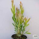 Buy Callistemon Inferno (Bottlebrush) online from Jacksons Nurseries