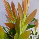Buy Callistemon Inferno (Bottlebrush) online from Jacksons Nurseries