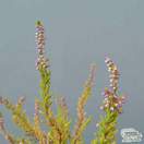 Buy Calluna vulgaris Aurea (Scots Heather) online from Jacksons Nurseries