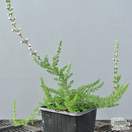 Buy Calluna vulgaris H.E. Beale (Scots Heather) online from Jacksons Nurseries