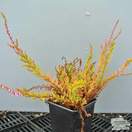 Buy Calluna vulgaris Wickwar Flame online from Jacksons Nurseries