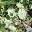 Buy Carpinus betulus 'Rockhampton Red' online from Jacksons Nurseries.