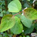 Buy Cercidiphyllum japonicum (Katsura Tree / Candyfloss Tree) online from Jacksons Nurseries