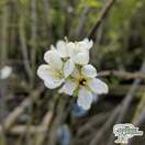 Buy Cherry - Prunus avium Stella online from Jacksons Nurseries
