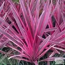 Buy Cordyline australis 'Pink Passion' (Cabbage Palm) online from Jacksons Nurseries.