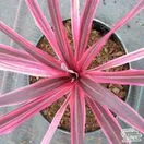 Buy Cordyline australis 'Pink Passion' online from Jacksons Nurseries.