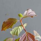 Buy Cornus alba 'Wintersun' (Red-barked Dogwood) online from Jacksons Nurseries