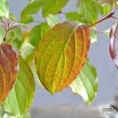Buy Cornus alba 'Wintersun' (Red-barked Dogwood) online from Jacksons Nurseries