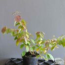 Buy Cornus alba 'Wintersun' (Red-barked Dogwood) online from Jacksons Nurseries