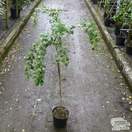 Buy Cotoneaster lacteus (Tree) online from Jacksons Nurseries