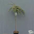 Buy Cotoneaster x suecicus 'Juliette' (Topiary) in the UK at Jacksons Nurseries