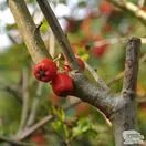 Buy Crataegus laevigata Crimson Cloud (Hawthorn Crimson Cloud) online from Jackson's Nurseries.