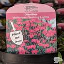 Buy Dianthus deltoides Flashing Lights (Pink) online from Jacksons Nurseries