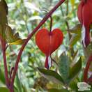 Buy Lamprocapnos spectabilis 'Valentine' (Dicentra) (Bleeding Heart) online from Jacksons Nurseries