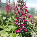 Buy Digitalis 'Foxlight Plum Gold' (Foxgloves) online from Jacksons Nurseries.