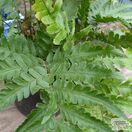 Buy Dryopteris erythrosora var. prolifica (Copper Shield Fern) online from Jacksons Nurseries
