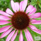 Buy Echinacea purpurea 'Kim's Knee High' (Coneflower) online from Jacksons Nurseries.