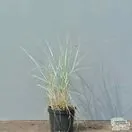 Buy Elymus magellanicus online from Jacksons Nurseries