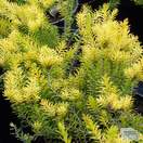 Buy Erica carnea f. aureifolia Foxhollow (Heather) online from Jacksons Nurseries