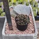 Buy Erinus alpinus online from Jacksons Nurseries.