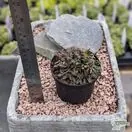 Buy Erinus alpinus online from Jacksons Nurseries.