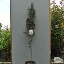 Buy Fagus sylvatica Dawyck Purple (Tree) (Purple Fastigiate Beech) online from Jacksons Nurseries