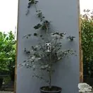Buy Fagus sylvatica Dawyck Purple (Tree) (Purple Fastigiate Beech) online from Jacksons Nurseries