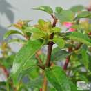 Buy Fuchsia magellanica (Lady's Eardrops) online from Jacksons Nurseries.