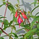 Buy Fuchsia magellanica (Lady's Eardrops) online from Jacksons Nurseries.