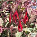 Buy Fuchsia magellanica Versicolor (Variegated Fuchsia) online from Jacksons Nurseries.