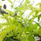 Buy Gleditsia triacanthos Sunburst (Honey Locust) online from Jacksons Nurseries