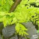 Gleditsia triacanthos Sunburst Honey Locust