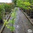 Gleditsia triacanthos Sunburst Honey Locust