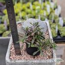 Buy Haplopappus glutinosus online from Jacksons Nurseries